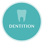 Dentition